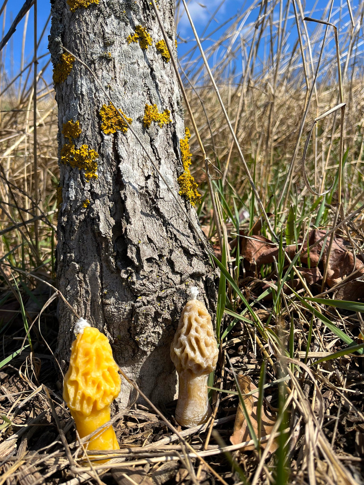 Mini Morel Candle