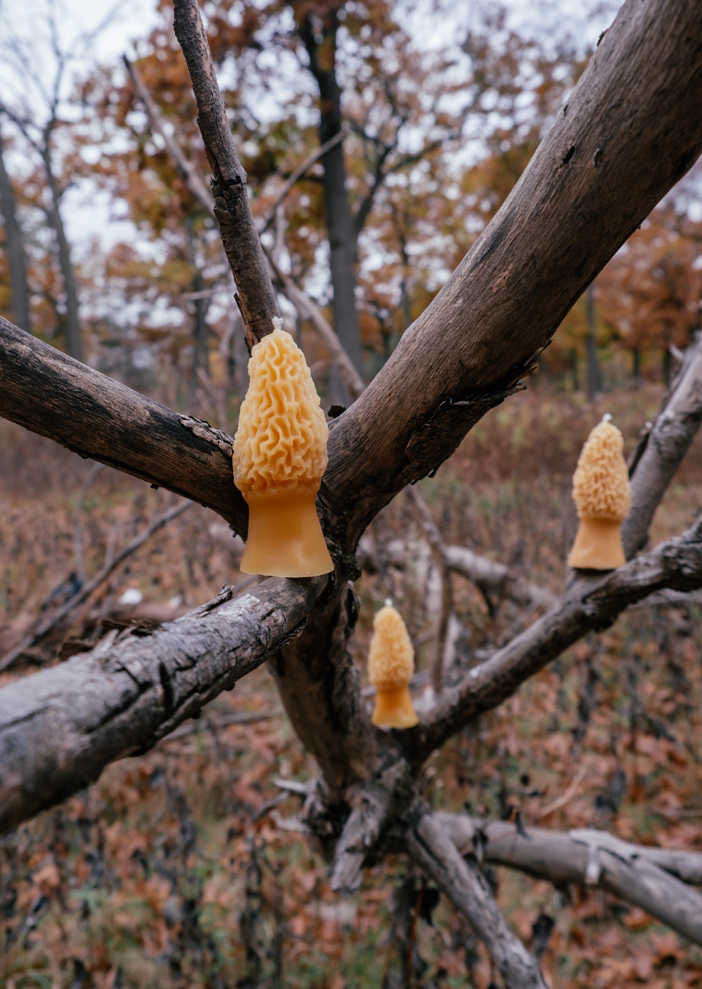 Morel Candle