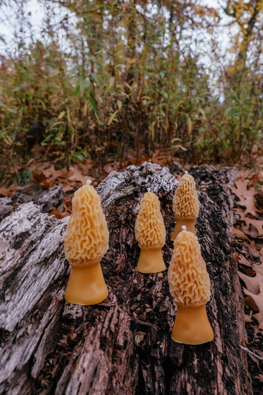 Morel Candle