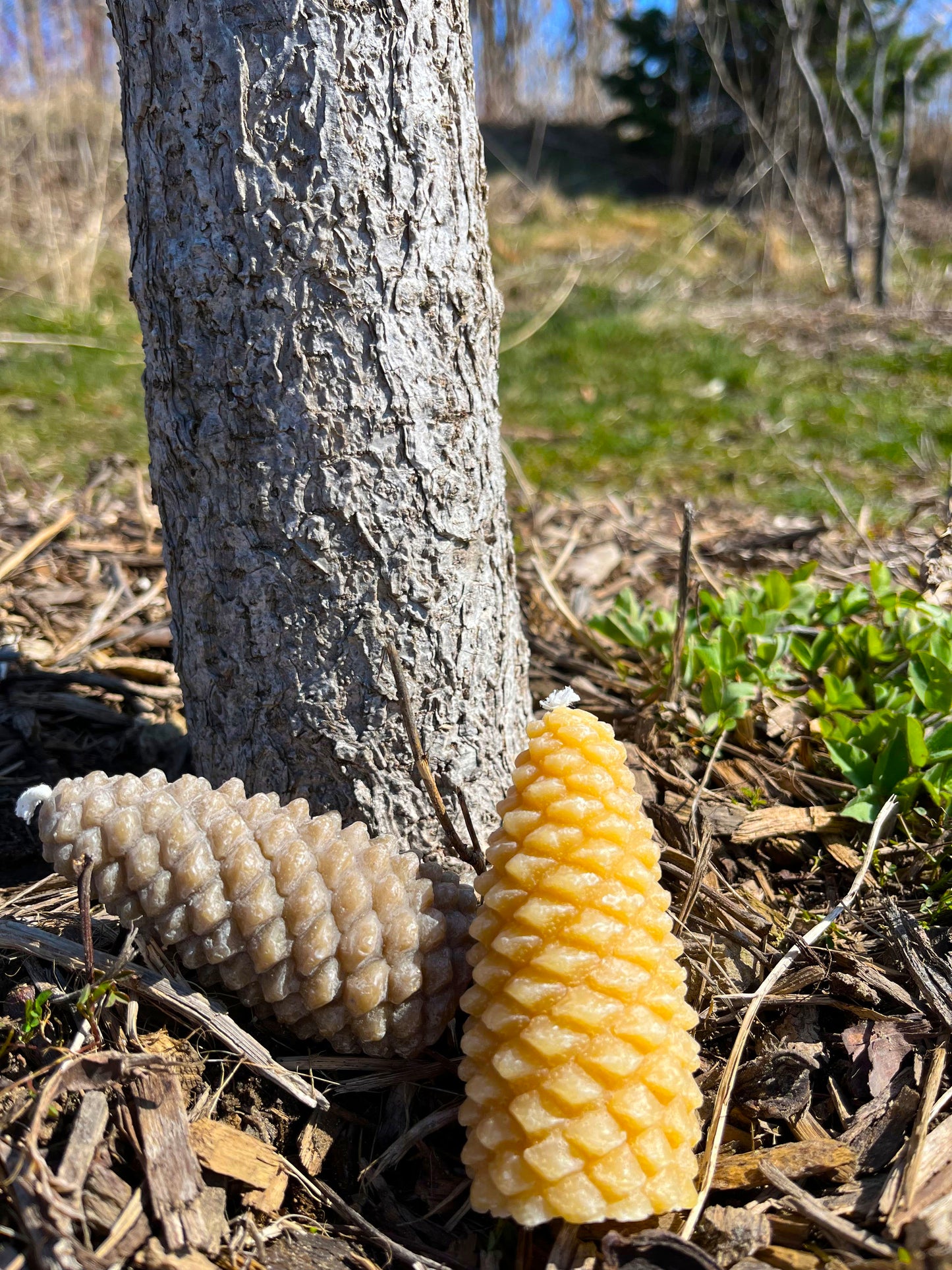 Pinecone Candle