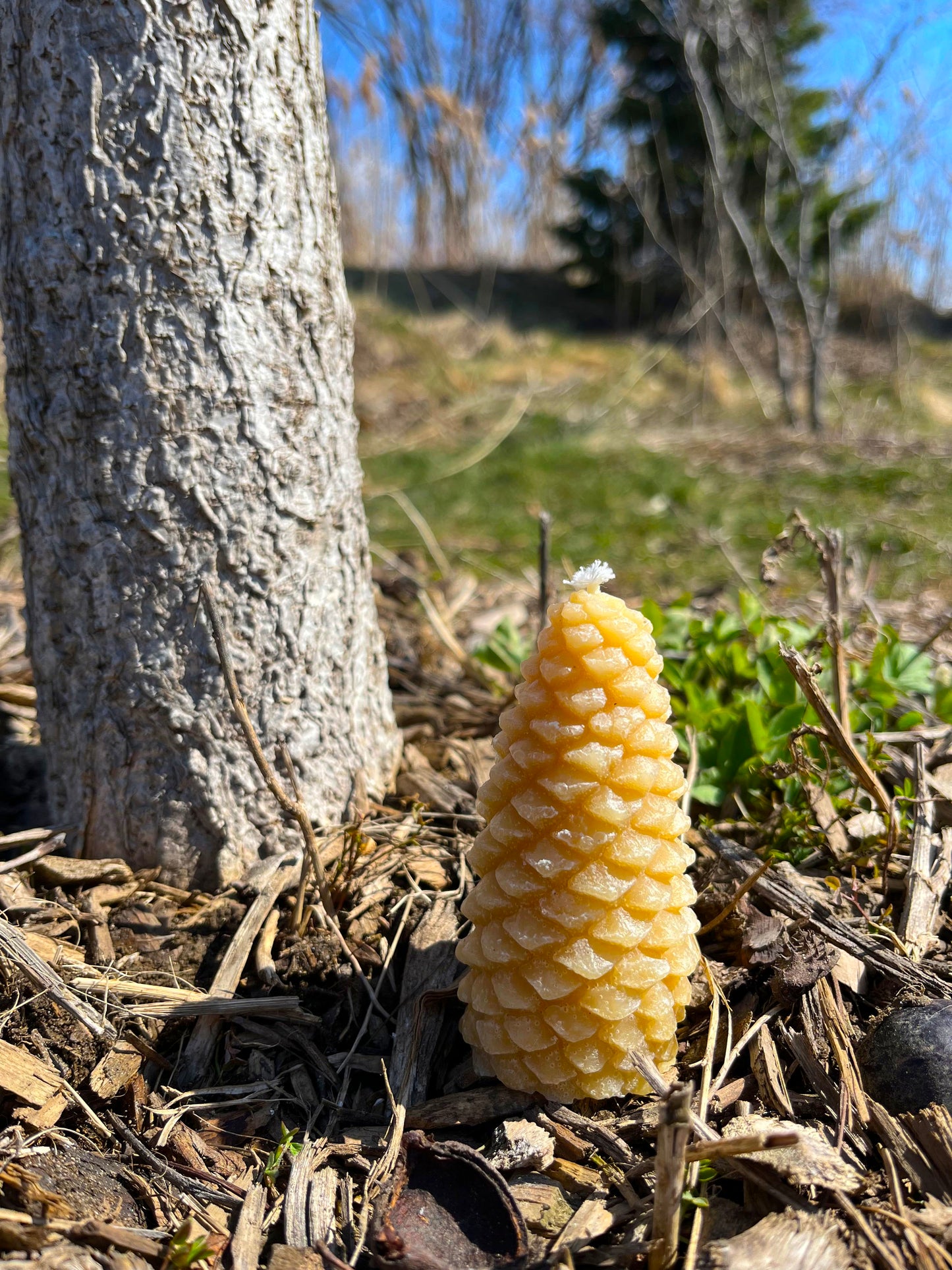 Pinecone Candle