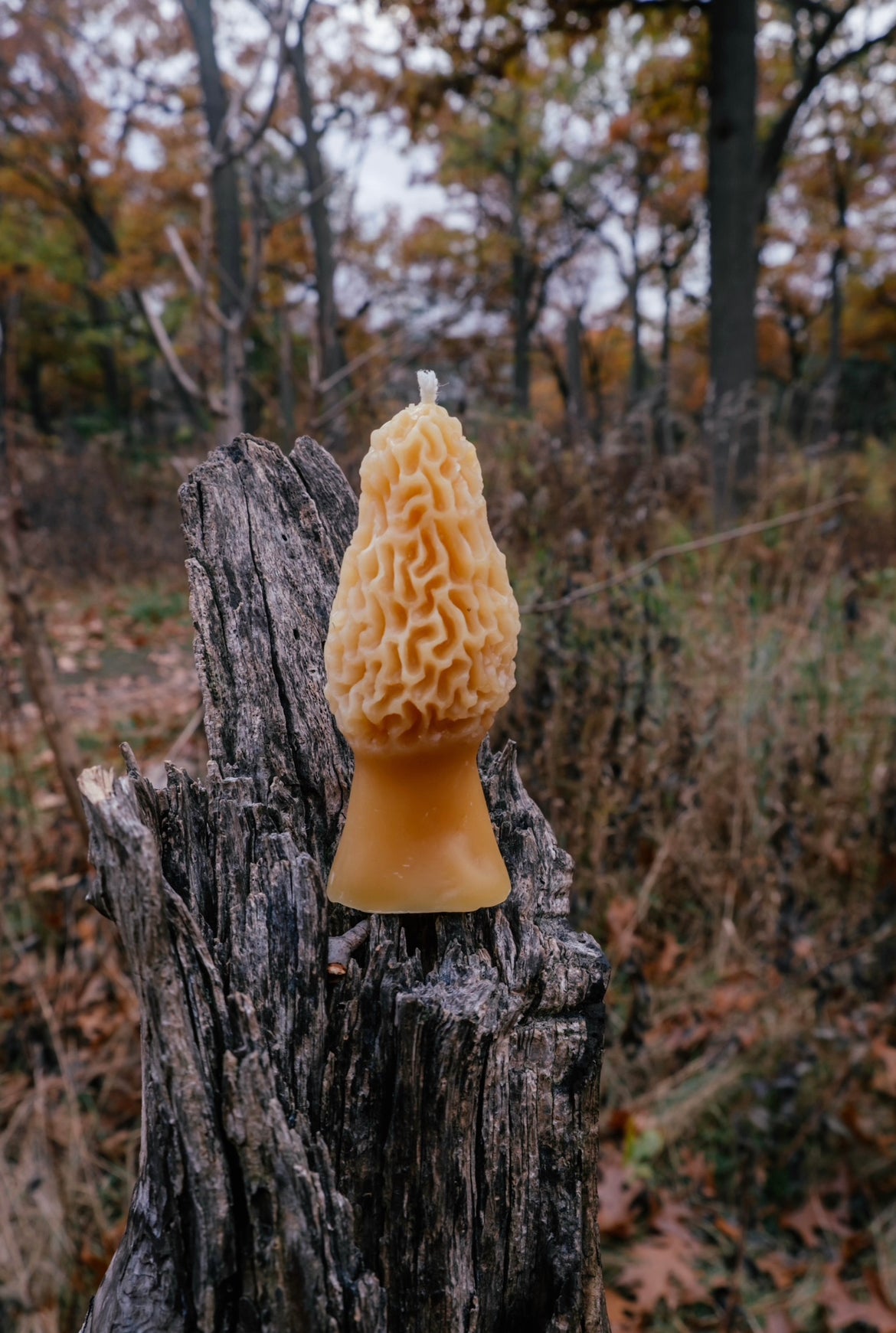 Morel Candle